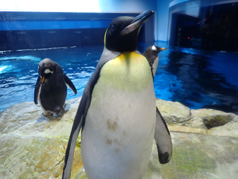 ペンギン
