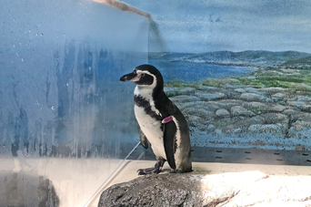 ペンギン