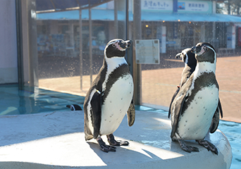 写真：ペンギンのイベント