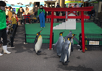 写真：ペンギンのイベント