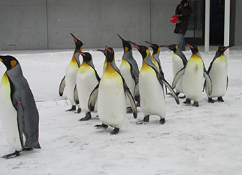 写真：ペンギンのイベント