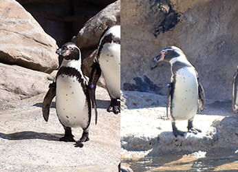 写真：ペンギンのイベント