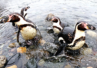 ペンギン