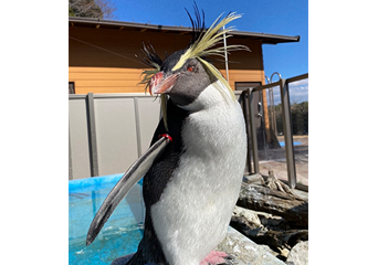 写真：ペンギンのイベント