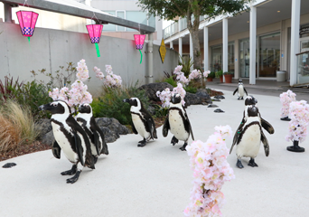 写真：ペンギンのイベント