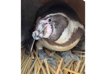 写真：ペンギンのイベント