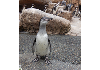 写真：ペンギンのイベント