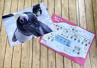 写真：ペンギンのイベント