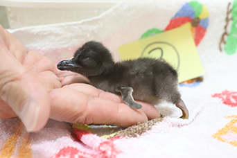 写真：ペンギンのイベント