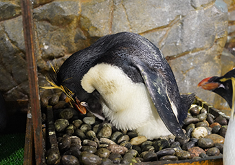 写真：ペンギンのイベント