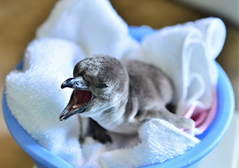 写真：ペンギンのイベント