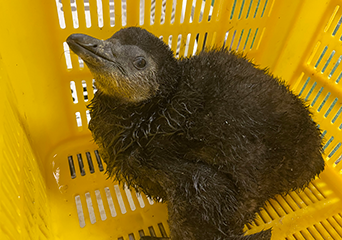 写真：ペンギンのイベント