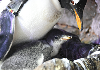 写真：ペンギンのイベント