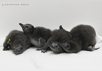 写真：ペンギンのイベント