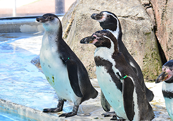 写真：ペンギンのイベント