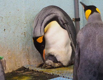 写真：ペンギンのイベント