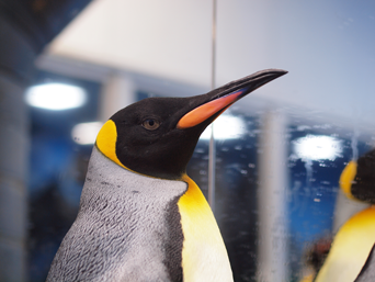 写真：ペンギンのイベント