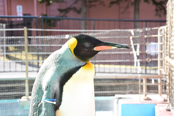 写真：ペンギンのイベント