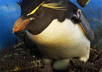 ペンギン