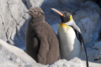 写真：ペンギンのイベント