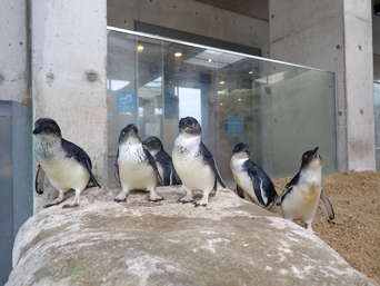 写真：ペンギンのイベント