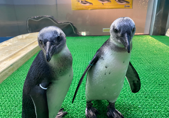 写真：ペンギンのイベント