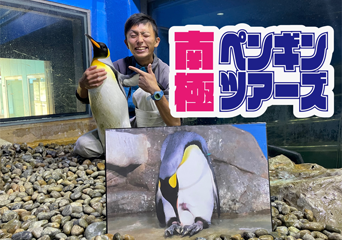 写真：ペンギンのイベント