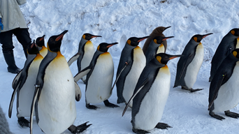 写真：ペンギンのイベント