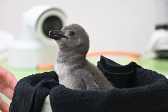 写真：ペンギンのイベント