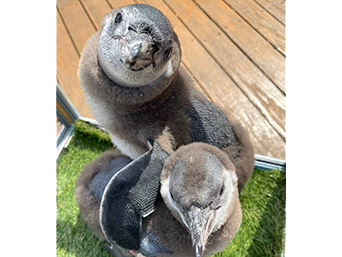 写真：ペンギンのイベント