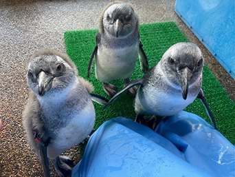 写真：ペンギンのイベント