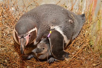 写真：ペンギンのイベント