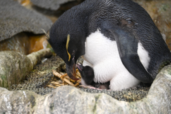 写真：ペンギンのイベント