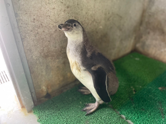 写真：ペンギンのイベント