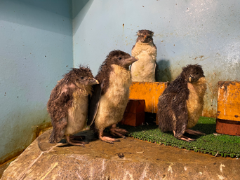 写真：ペンギンのイベント