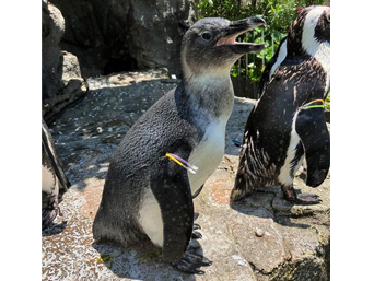 写真：ペンギンのイベント