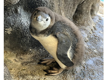 写真：ペンギンのイベント