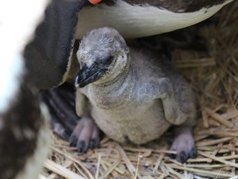 写真：ペンギンのイベント