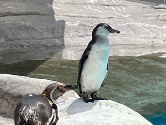 写真：ペンギンのイベント