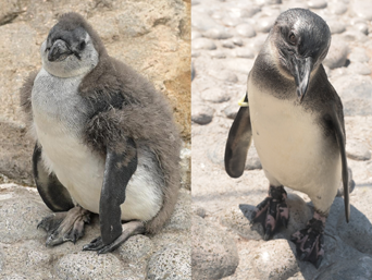 写真：ペンギンのイベント