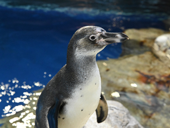 写真：ペンギンのイベント