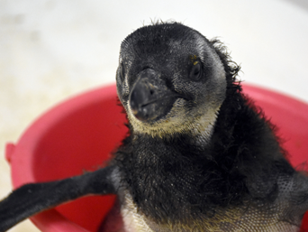 写真：ペンギンのイベント