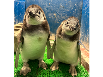 写真：ペンギンのイベント