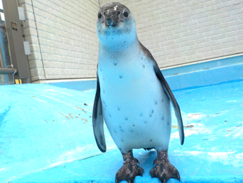 写真：ペンギンのイベント