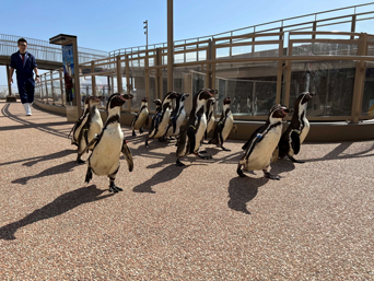 写真：ペンギンのイベント