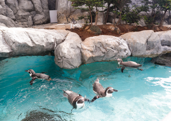 写真：ペンギンのイベント