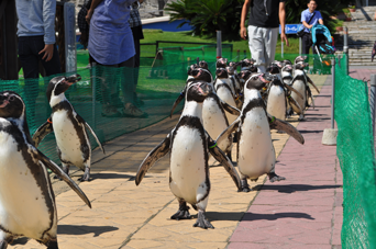 写真：ペンギンのイベント