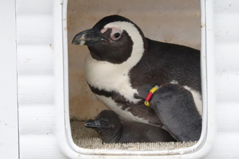 写真：ペンギンのイベント