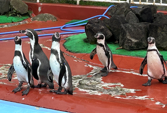 写真：ペンギンのイベント