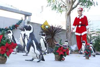 写真：ペンギンのイベント